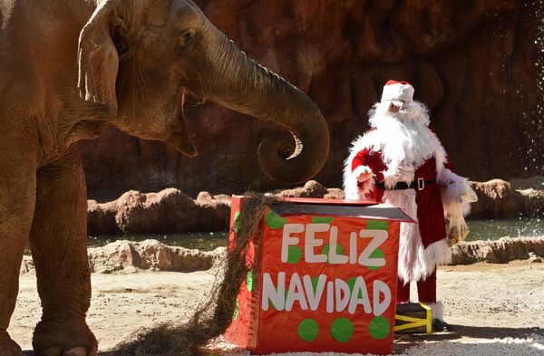 Слон получает рождественский подарок в зоопарке в Гватемале - Sputnik Молдова