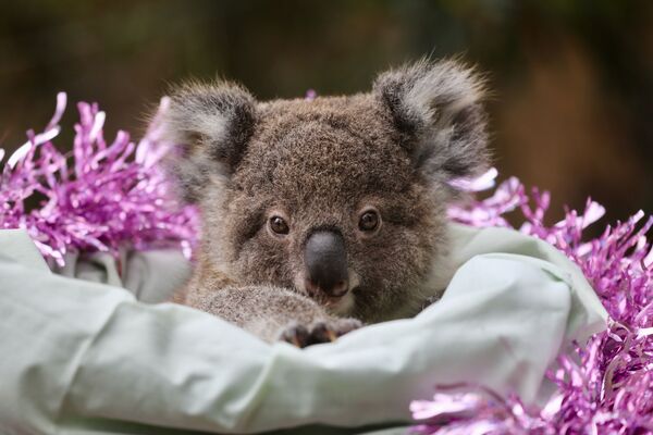 Детеныш коалы в австралийском Reptile Park - Sputnik Молдова