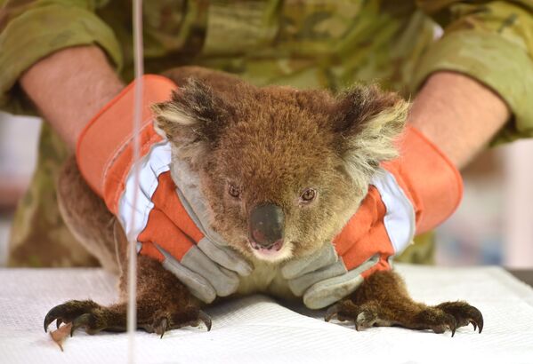 Раненая во время лесных пожаров в Австралии коала проходит лечение в импровизированном полевом госпитале в парке дикой природы острова Кенгуру - Sputnik Moldova