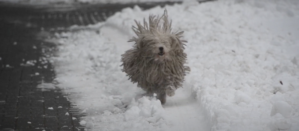 Собака-швабра: такой овчарки вы еще не видели! - Sputnik Молдова