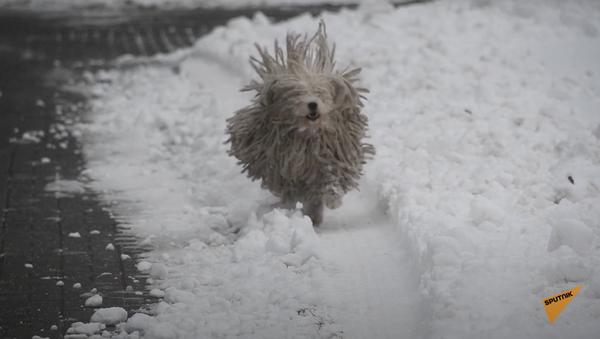 Câine - mop: nu ai mai văzut un asemenea câine ciobănesc!

 - Sputnik Moldova