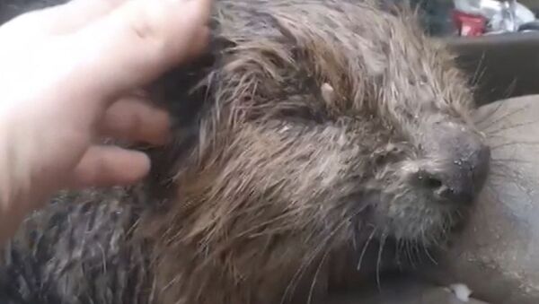 Emoționant: Un castor înghețat, salvat de un pescar din Reazan - Video - Sputnik Moldova-România