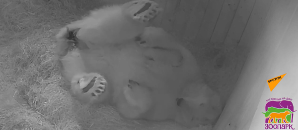 Белый медвежонок родился в зоопарке - он весит всего 500 грамм! - Sputnik Молдова