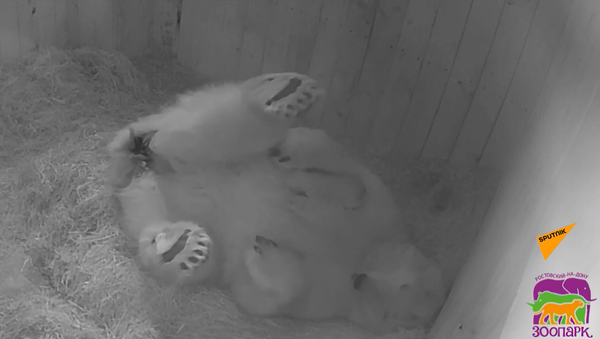 Белый медвежонок родился в зоопарке - он весит всего 500 грамм! - Sputnik Молдова