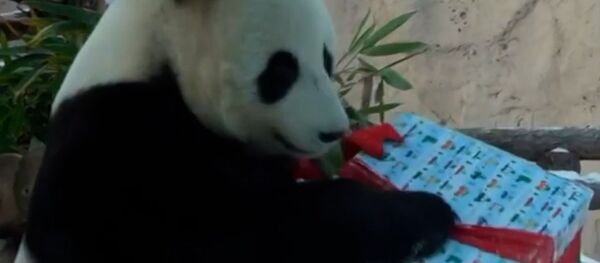 Праздник у зверей. Обитатели Московского зоопарка получили новогодние подарки - Sputnik Молдова