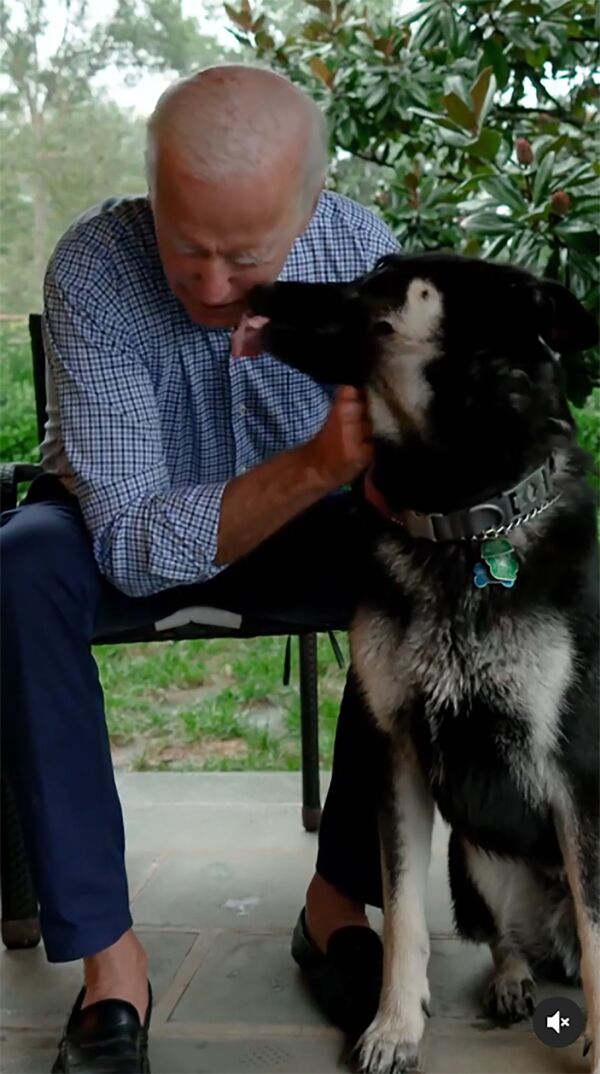Избранный президент США Джо Байден со своей собакой по кличке Мейджор - Sputnik Moldova