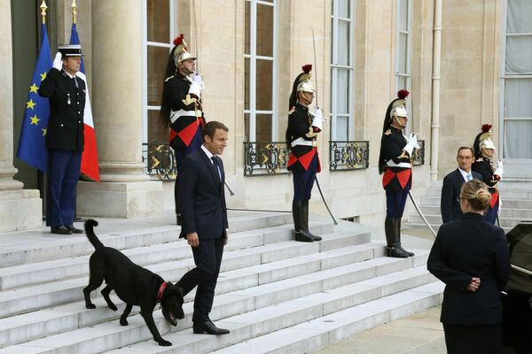 Президент Франции Эммануэль Макрон  выходит из Елисейского дворца в Париже в сопровождении собаки по имени Немо - Sputnik Moldova-România