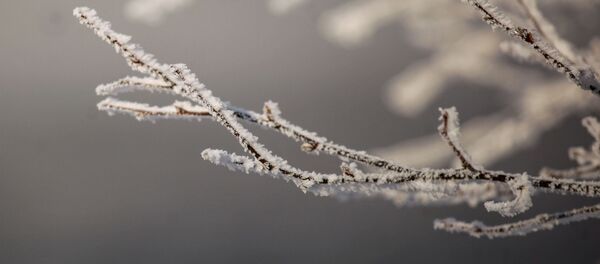 Ветки в инее - Sputnik Молдова