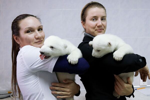 Детеныши белого медведя в сафари-парке Геленджика - Sputnik Молдова