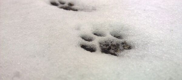 След на снегу  - Sputnik Молдова