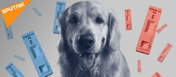 Нюх на COVID-19: могут ли собаки распознать зараженных коронавирусом? - Sputnik Молдова