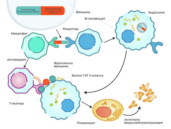 Что ждать от ЭпиВакКороны. Все о пептидной вакцине против COVID-19 - Sputnik Молдова