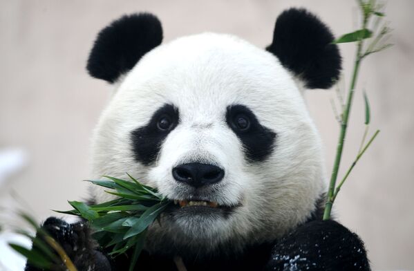 Большая панда в вольере Московского зоопарка - Sputnik Moldova-România