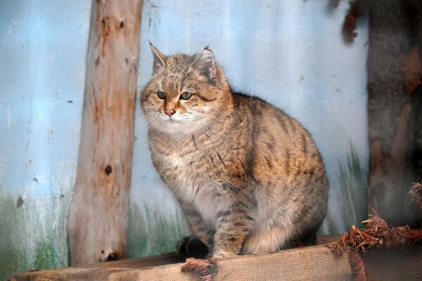 Степной кот в вольере Московского зоопарка - Sputnik Moldova-România