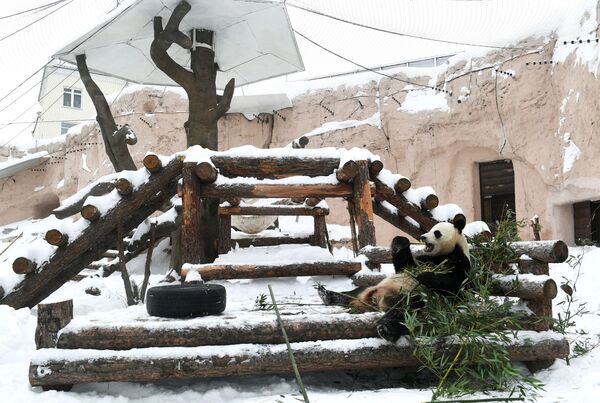 Большая панда в вольере Московского зоопарка - Sputnik Молдова