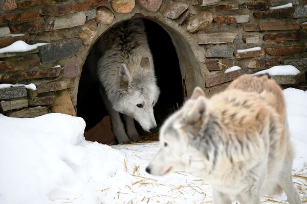 Полярные волки в вольере Московского зоопарка - Sputnik Moldova-România