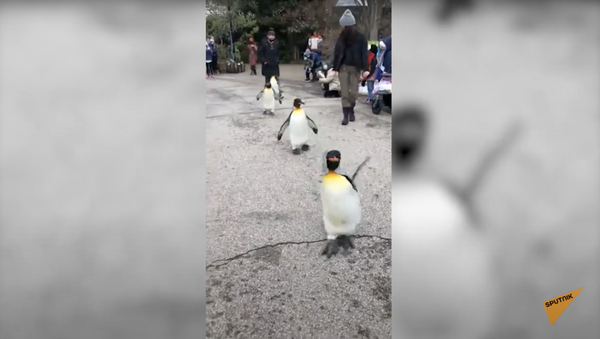 Королевский парад пингвинов: забавное видео из зоопарка - Sputnik Moldova-România