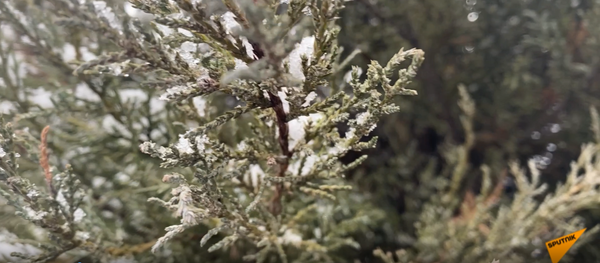 În Chișinău a nins azi cu fulgi mășcați - Sputnik Moldova