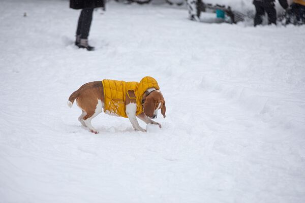 Счастье, какое оно есть. Собака играет в снегу на прогулке в парке Кишинева - Sputnik Молдова