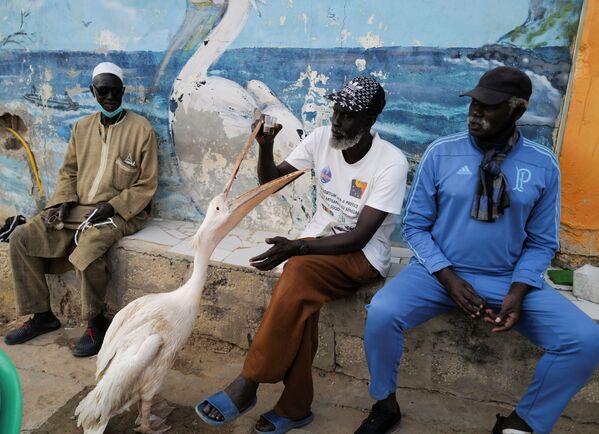Мужчина сидит рядом со своим пеликаном в Сенегале - Sputnik Молдова