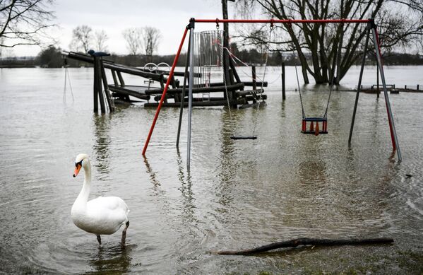 Лебедь на затопленной детской площадке в Германии  - Sputnik Moldova