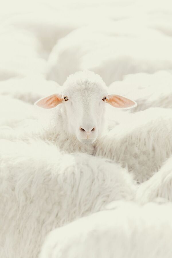 Снимок A Sheep итальянского фотографа Claudia Guido, победивший в категории Nature среди профессионалов конкурса Tokyo International Foto Awards 2020 - Sputnik Молдова