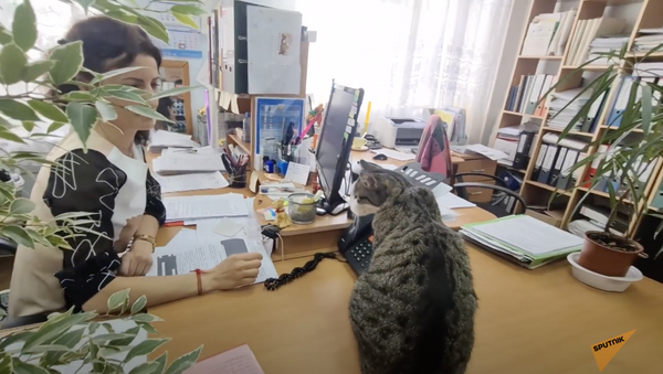 Кипиш на заседании: кот с необычной кличкой работает чиновником - Sputnik Молдова