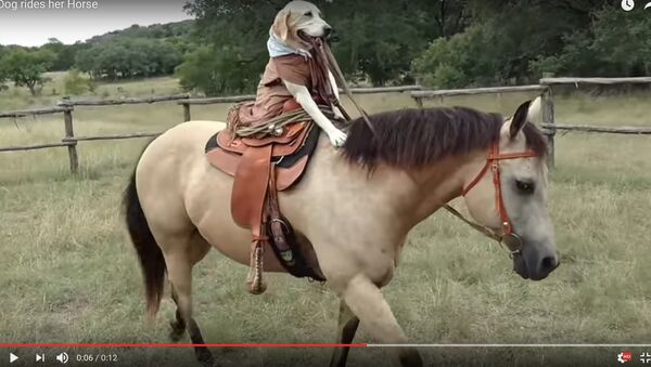 Видеофакт: собака из Техаса научилась ездить верхом на лошади - Sputnik Moldova-România