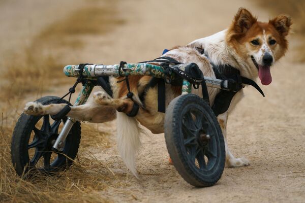 Собака-инвалид перед прогулкой в фонде The Man That Rescues Dogs Foundation в Чонбури, Таиланд  - Sputnik Молдова