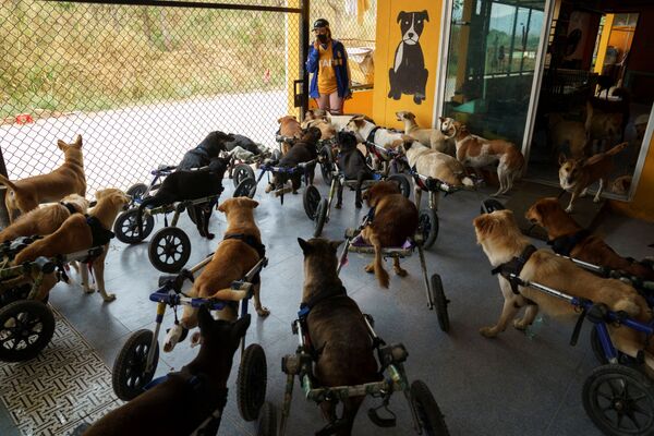 Собаки-инвалиды перед прогулкой в фонде The Man That Rescues Dogs Foundation в Чонбури, Таиланд  - Sputnik Молдова