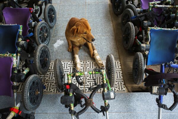 Собака-инвалид перед прогулкой в фонде The Man That Rescues Dogs Foundation в Чонбури, Таиланд  - Sputnik Молдова