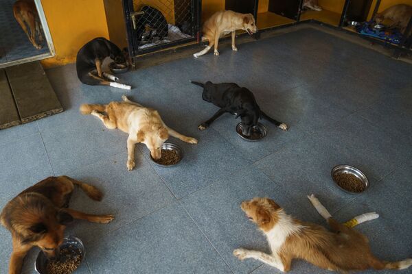 Собаки-инвалиды едят в The Man That Rescues Dogs Foundation в Чонбури, Таиланд - Sputnik Молдова