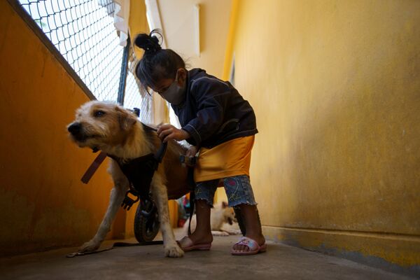 Девушка надевает приспособление для передвижения на собаку-инвалида перед ежедневной прогулкой в The Man That Rescues Dogs Foundation, Таиланд - Sputnik Молдова