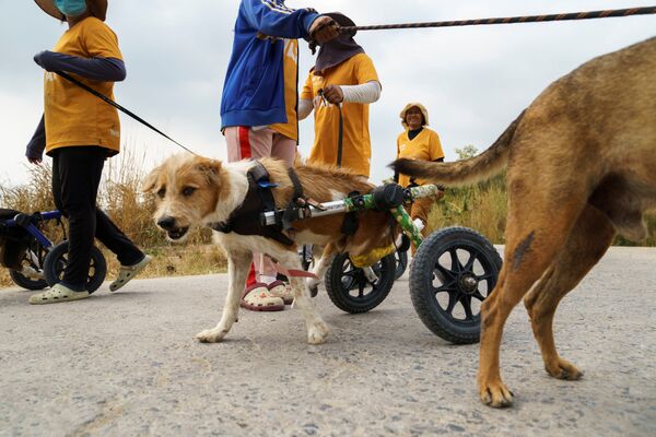 Персонал и собаки-инвалиды со средствами передвижения во время ежедневной прогулки в The Man That Rescues Dogs Foundation - Sputnik Молдова