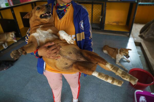 Девушка с собакой-инвалидом в The Man That Rescues Dogs Foundation в Чонбури - Sputnik Молдова