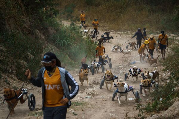 Персонал и собаки-инвалиды со средствами передвижения во время ежедневной прогулки в The Man That Rescues Dogs Foundation - Sputnik Молдова