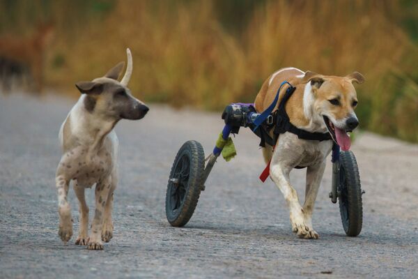 Собаки во время прогулки в фонде The Man That Rescues Dogs Foundation в Чонбури, Таиланд - Sputnik Молдова