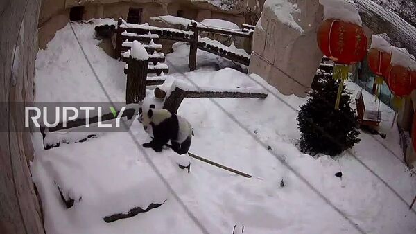 It's snow joke! Watch panda Ding Ding slide around in Moscow snow - Sputnik Moldova