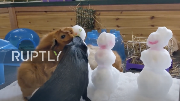 Guinea pigs have snow much fun in DC zoo - Sputnik Moldova