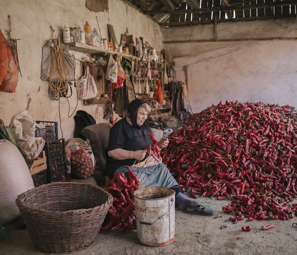 Снимок Serbia's Red Gold Pepper Harvest фотографа Vladimir Zivojinovic, победивший в номинации National Awards (Сербия) конкурса 2021 Sony World Photography Awards  - Sputnik Молдова