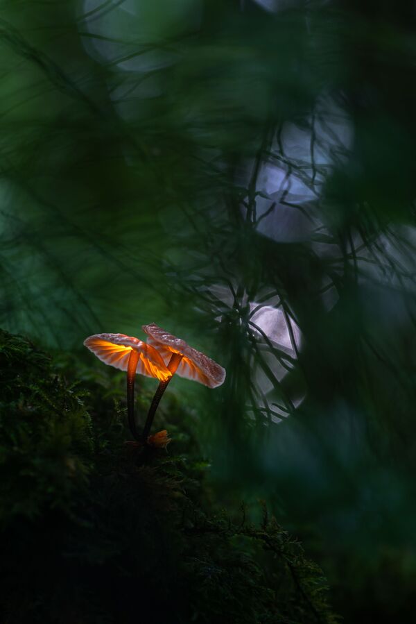 Снимок Glowing Mushroom фотографа Janis Palulis, победивший в номинации National Awards (Латвия) конкурса 2021 Sony World Photography Awards.  - Sputnik Moldova