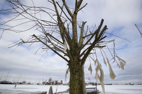Сосульки на дереве в Нидерландах - Sputnik Moldova