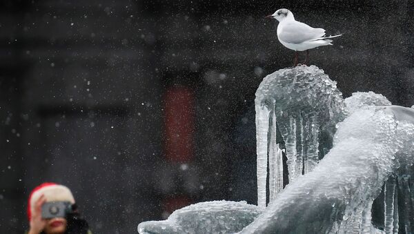 Pasăre pe o statuie acoperită de gheață
 - Sputnik Moldova