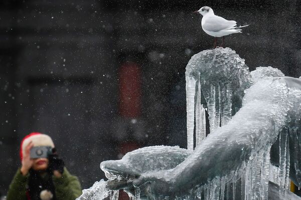 Птица на покрытой льдом статуе на Трафальгарской площади в Лондоне  - Sputnik Молдова