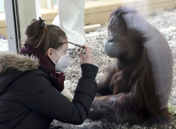 Посетительница в маске наблюдает за орангутангом в вольере зоопарка Шенбрунн в Вене, Австрия - Sputnik Молдова