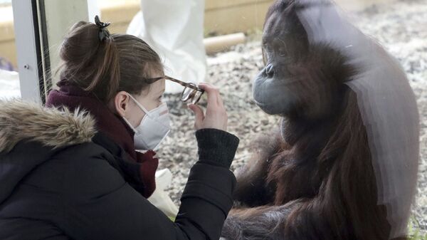 Посетительница в маске наблюдает за орангутангом в вольере зоопарка Шенбрунн в Вене, Австрия - Sputnik Moldova-România