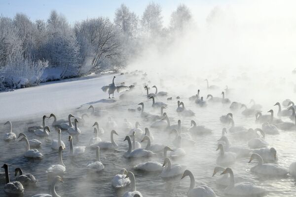 Лебеди-кликуны на Лебедином озере в Алтайском крае - Sputnik Молдова