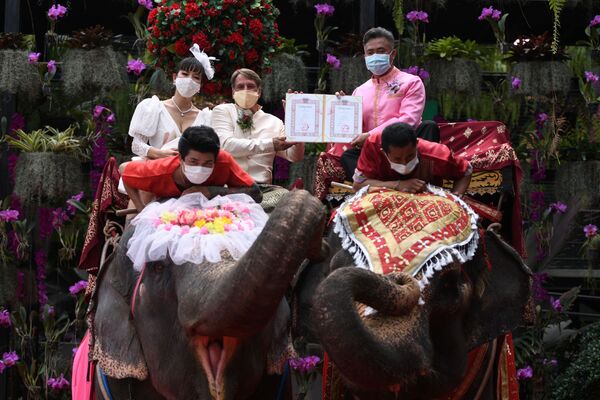 Молодожены с сертификатами о браке на слонах в Таиланде  - Sputnik Молдова