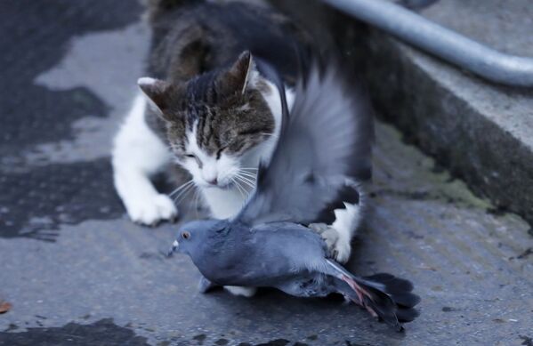 Кот Ларри ловит голубя у резиденции британских премьеров на Даунинг-стрит, 10 в Лондоне, Великобритания - Sputnik Молдова