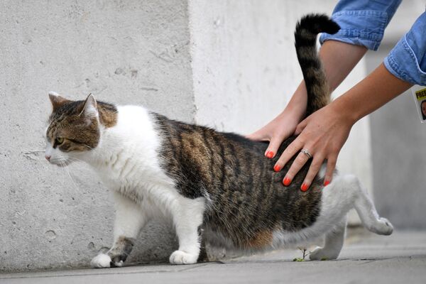 Журналистка гладит кота Ларри у резиденции британских премьеров на Даунинг-стрит, 10 в Лондоне, Великобритания - Sputnik Молдова